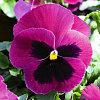 Виола крупноцветковая Дельта Роуз виз Блотч фото 3 