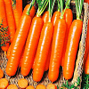 Морковь Ройал Форто фото 2 