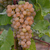 Виноград плодовый Платовский фото 4 